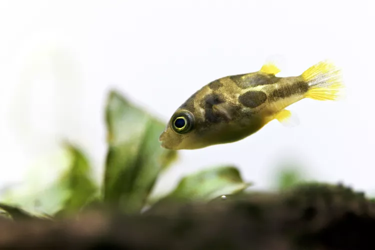 Pea Puffer